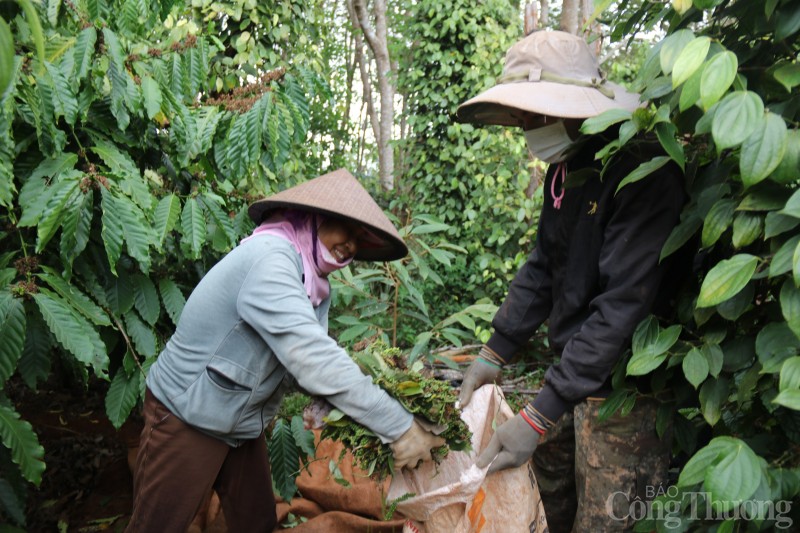 Giá tiêu hôm nay ngày 28/7/2023: Nguồn cung giảm, giá tiêu tăng trở lại Giá tiêu hôm nay ngày 28/7/2023: Nguồn cung giảm, giá tiêu tăng trở lại