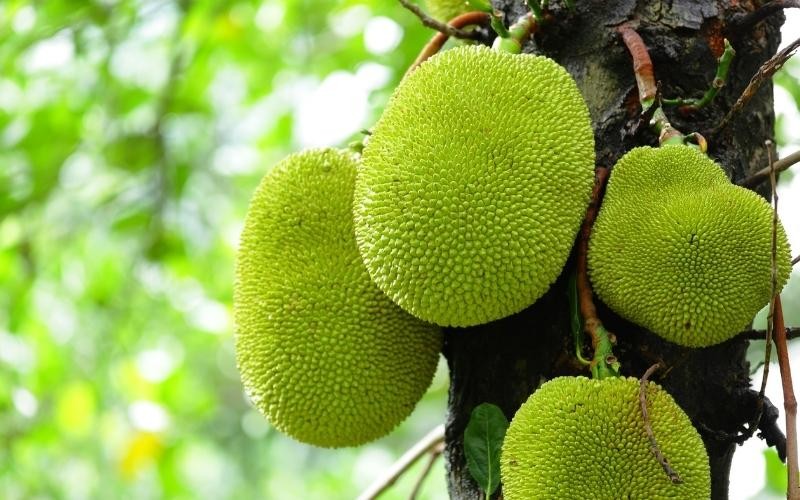 Giá mít Thái hôm nay ngày 8/8/2023: Giá mít Thái có thể sẽ tăng cao hơn Giá mít Thái hôm nay ngày 8/8/2023: Giá mít Thái có thể sẽ tăng cao hơn