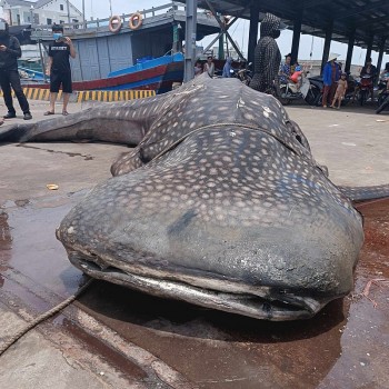 Xác cá voi nặng khoảng 2,5 tấn trôi dạt vào bờ biển Nghệ An