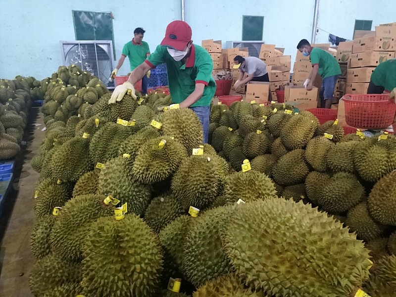 Mới được cấp phép xuất khẩu chính ngạch sang Trung Quốc, mặt hàng này đã mang về gần 1 tỷ USD Mới được cấp phép xuất khẩu chính ngạch sang Trung Quốc, mặt hàng này đã mang về gần 1 tỷ USD