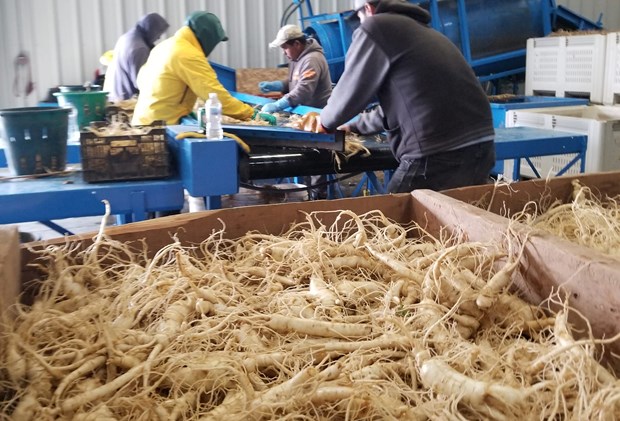 Câu chuyện thành công của doanh nghiệp Canada gốc Việt nhờ CPTPP hình ảnh 1 Cau chuyen thanh cong cua doanh nghiep Canada goc Viet nho CPTPP hinh anh 1