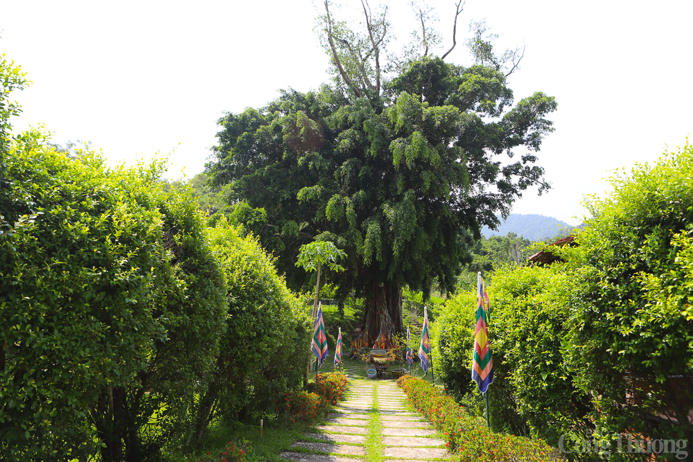 Cây mộc thần của người Raglai