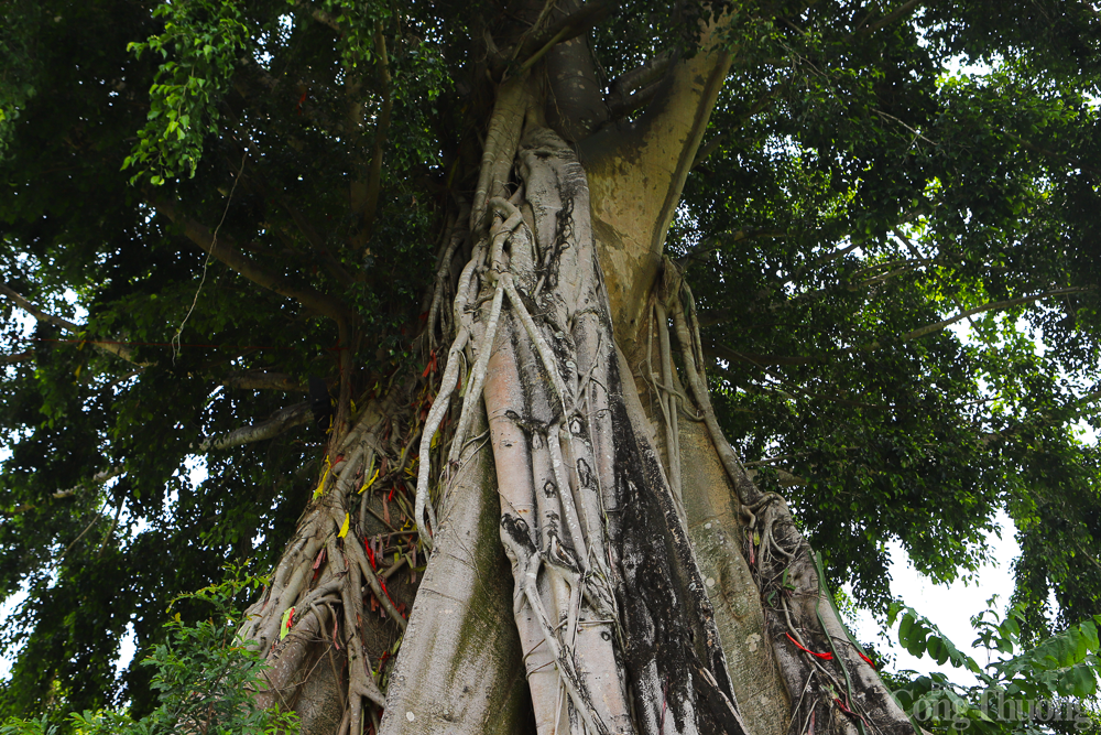 Cây mộc thần của người Raglai