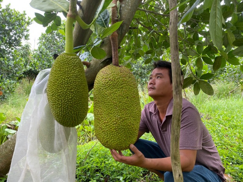 Giá mít Thái rục rịch tăng theo dự báo Giá mít Thái rục rịch tăng theo dự báo