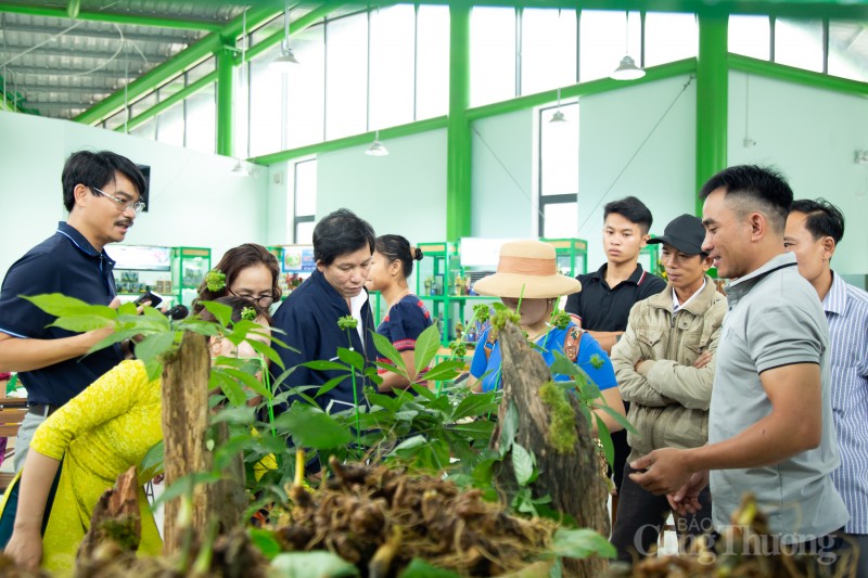 Chiêm ngưỡng cây sâm Ngọc Linh được rao bán 700 triệu đồng