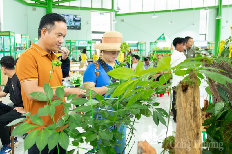 Chiêm ngưỡng cây sâm Ngọc Linh được rao bán 700 triệu đồng