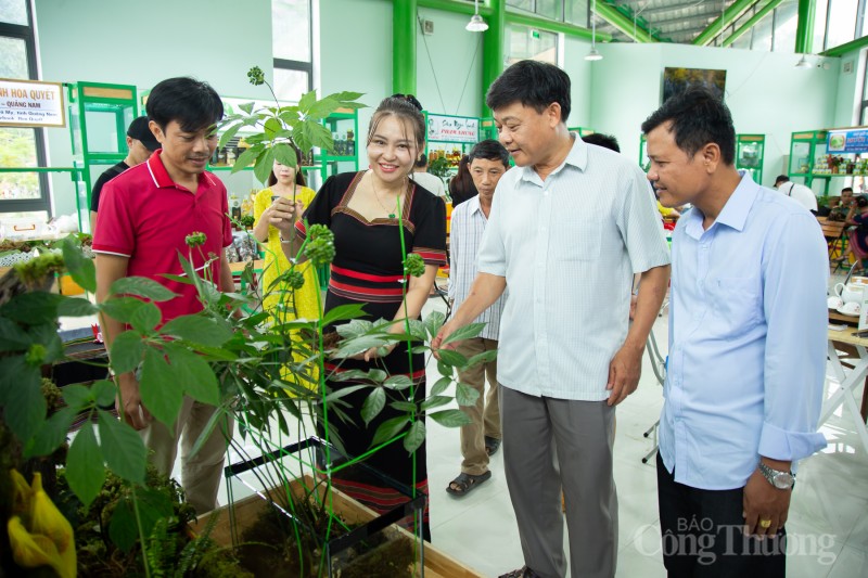 Chiêm ngưỡng cây sâm Ngọc Linh được rao bán 700 triệu đồng
