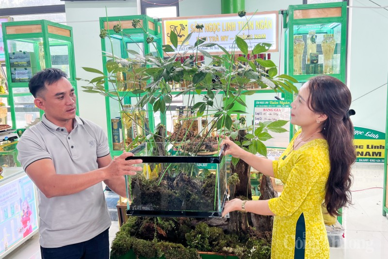 Chiêm ngưỡng cây sâm Ngọc Linh được rao bán 700 triệu đồng Chiêm ngưỡng cây sâm Ngọc Linh được rao bán 700 triệu đồng