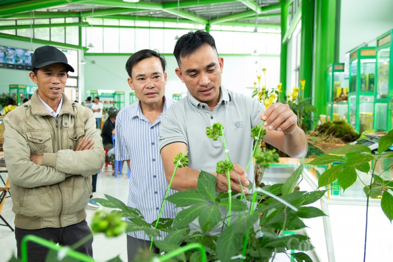 Chiêm ngưỡng cây sâm Ngọc Linh được rao bán 700 triệu đồng