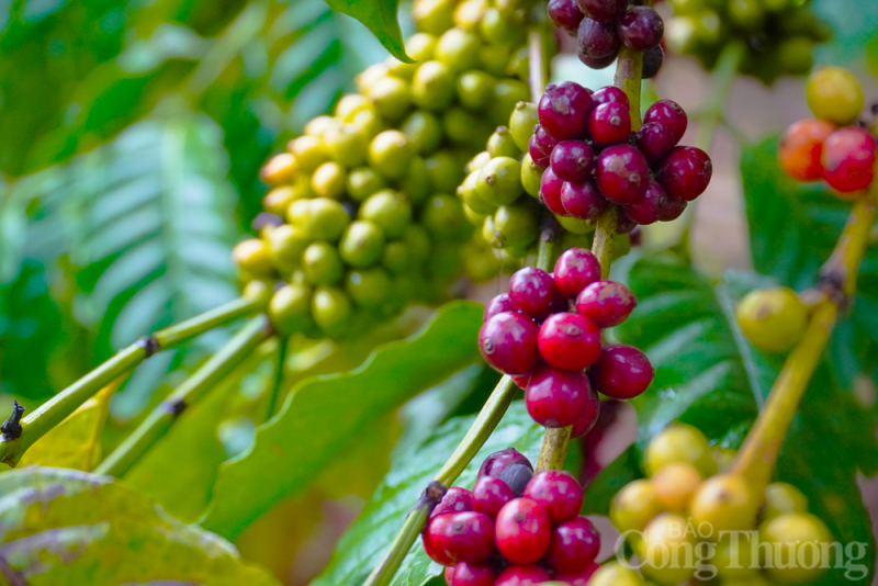 Giá cà phê hôm nay ngày 3/8/2023: Giá cà phê trong nước tăng nhẹ