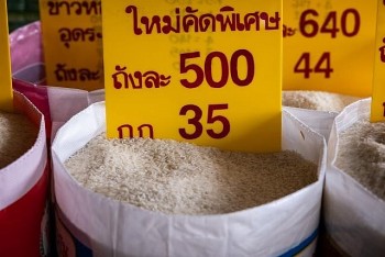 Thái Lan kêu gọi giảm trồng lúa niên vụ 2023-2024: Nguồn cung gạo trên thị trường có thiếu hụt?