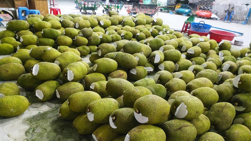 Giá mít Thái hôm nay 6/8/2023: Tăng cao nhất 5.000 đồng/kg Giá mít Thái hôm nay 6/8/2023: Tăng cao nhất 5.000 đồng/kg