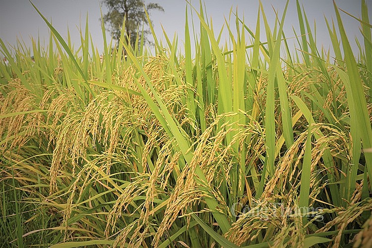 xuất khẩu gạo xuất khẩu gạo