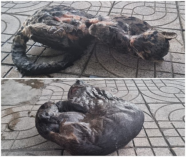 Tang vật chuyên án Cơ quan Công an thu giữ Tang vật chuyên án Cơ quan Công an thu giữ