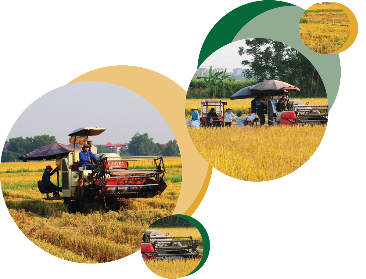 Xuất khẩu gạo: Vì sao chuyên gia lo trượt chân trên sân nhà?