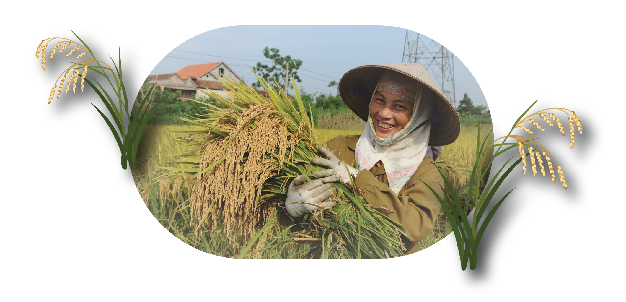 Xuất khẩu gạo: Vì sao chuyên gia lo trượt chân trên sân nhà?