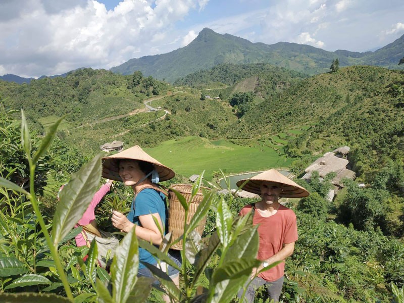 Bắc Hà phát triển cây chè Shan tuyết chủ lực giảm nghèo bền vững