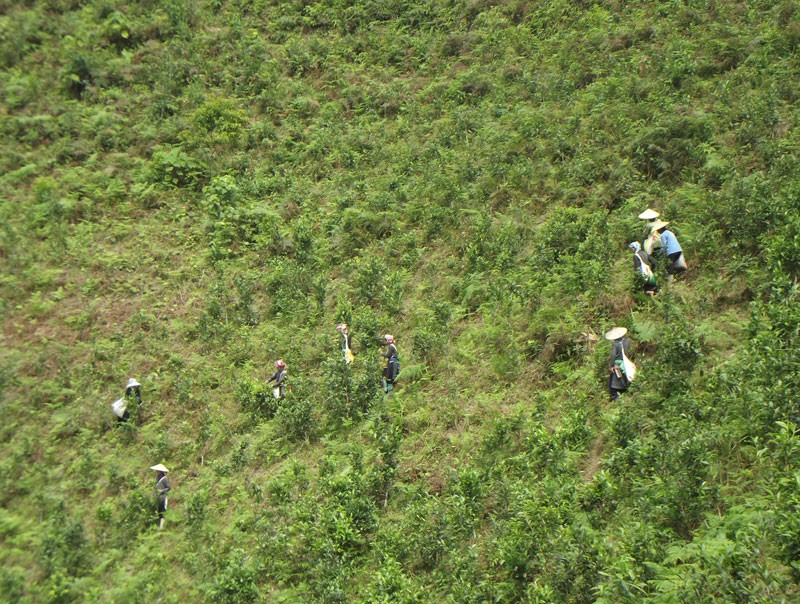 Bắc Hà phát triển cây chè Shan tuyết chủ lực giảm nghèo bền vững