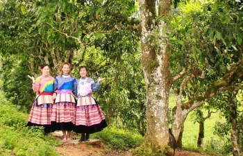 Bắc Hà phát triển cây chè Shan tuyết chủ lực giảm nghèo bền vững