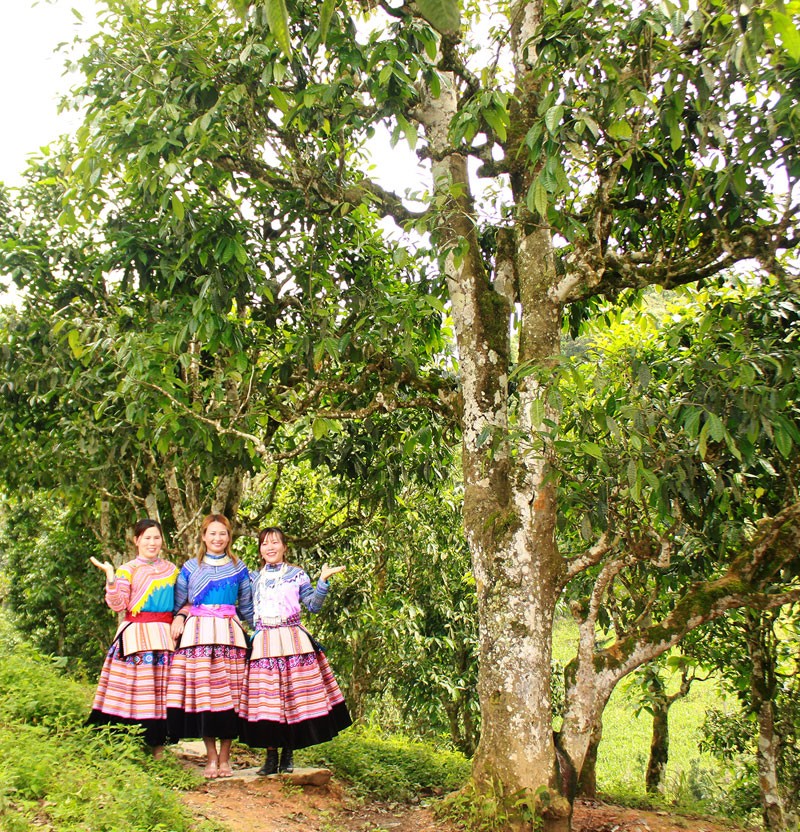 Bắc Hà phát triển cây chè Shan tuyết chủ lực giảm nghèo bền vững