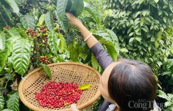 Giá cà phê hôm nay, ngày 24/8/2023: Giá cà phê trong nước tăng nhẹ với 64.700 đồng/kg