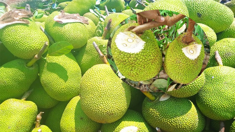 Giá mít tăng cao, người dân ai có trái bán đều có lời Giá mít tăng cao, người dân ai có trái bán đều có lời