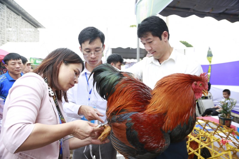 Hội thi Vua Gà được tổ chức lần đầu tiên năm 2020, thu hút hàng ngàn du khách tham quan. (Ảnh QMG) Hội thi Vua Gà được tổ chức lần đầu tiên năm 2020, thu hút hàng ngàn du khách tham quan. (Ảnh QMG)