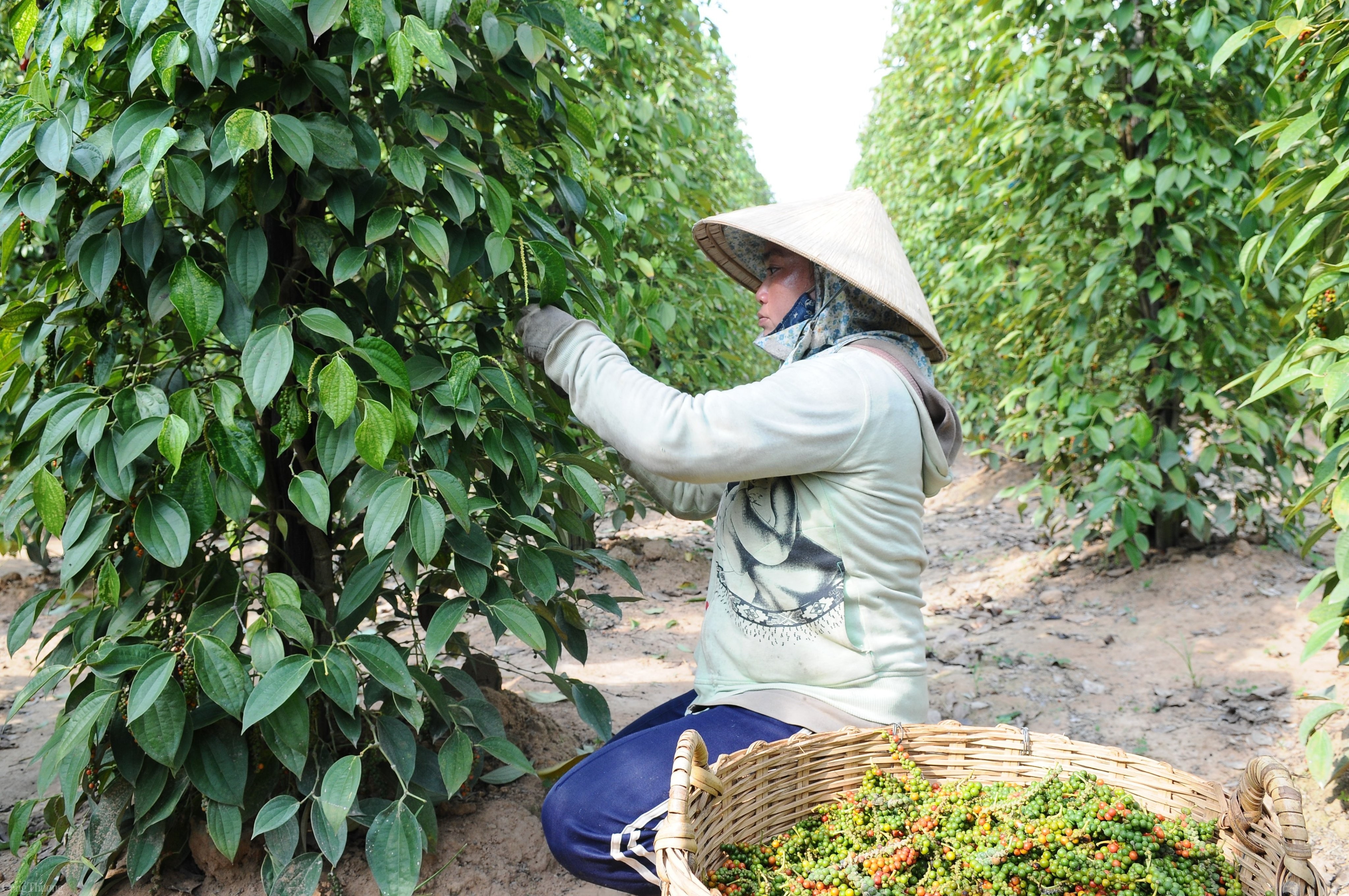 Giá tiêu hôm nay ngày 15/8/2023: Đồng loạt giảm 500 đồng/kg Giá tiêu hôm nay ngày 15/8/2023: Đồng loạt giảm 500 đồng/kg