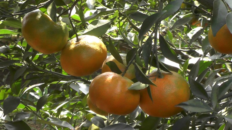 Quyết tâm xây dựng Hòa Bình thành tỉnh phát triển bền vững Quyết tâm xây dựng Hòa Bình thành tỉnh phát triển bền vững