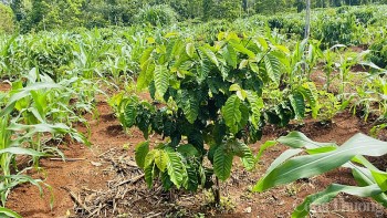 Giá cà phê hôm nay, ngày 7/9/2023: Giá cà phê trong nước giảm 500 đồng/kg