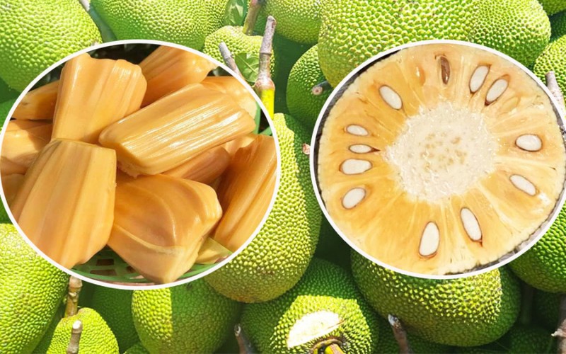 Giá mít Thái hôm nay ngày 19/8/2023: Chạm mốc 50.000 đồng/kg Giá mít Thái hôm nay ngày 19/8/2023: Chạm mốc 50.000 đồng/kg
