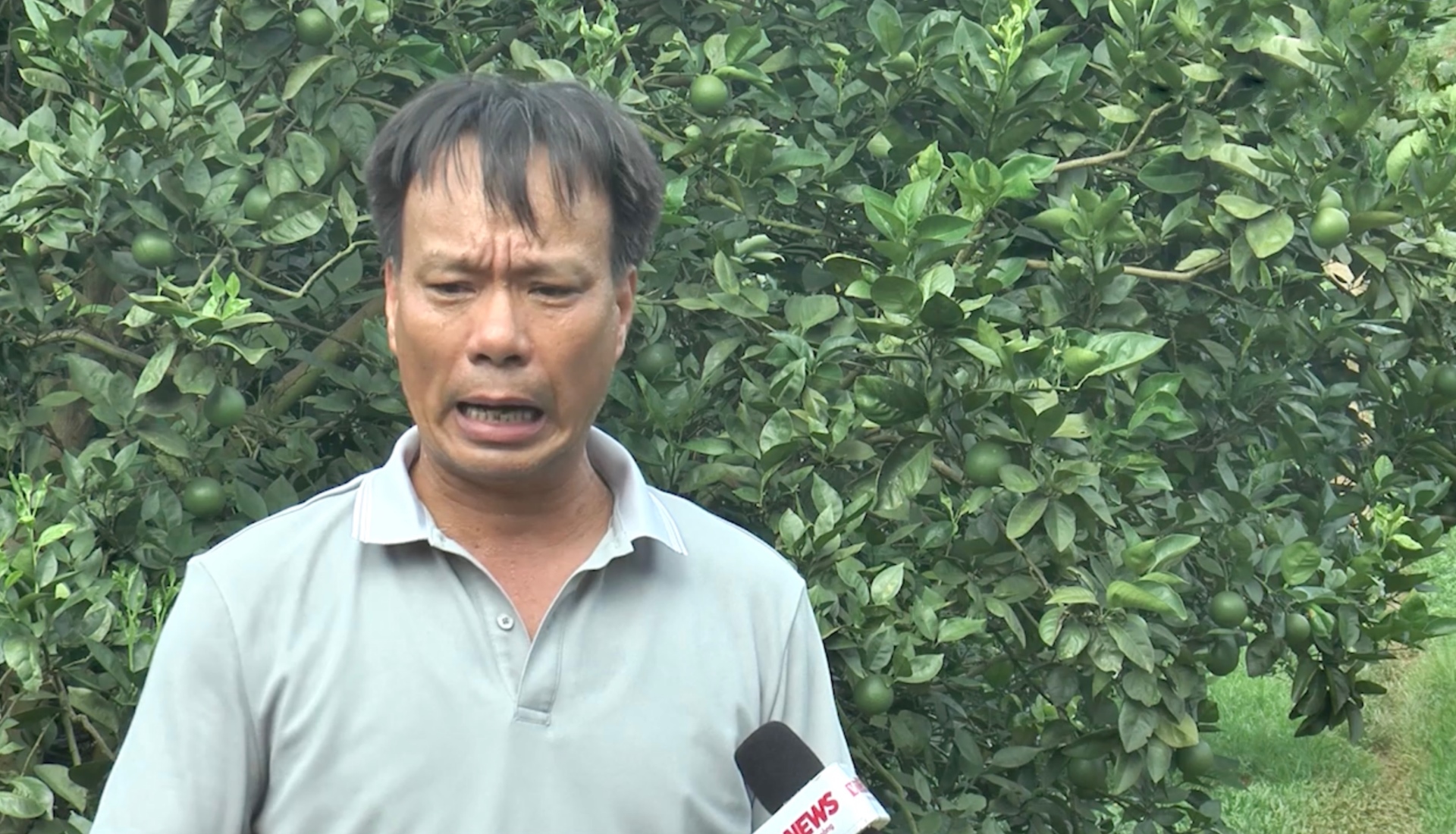 Ông Bùi Văn Toản xót xa cho vườn cam bị đám kích giun đất oanh tạc.