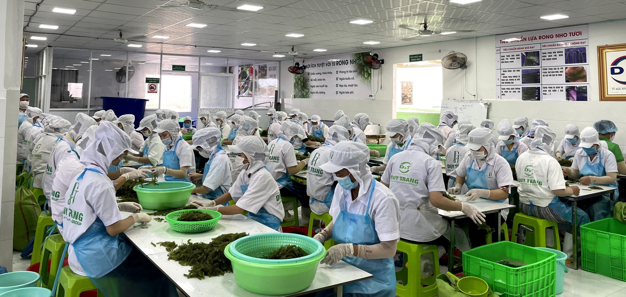 Rong nho Khánh Hòa đầy tiềm năng xuất sang thị trường Thái Lan Rong nho Khánh Hòa đầy tiềm năng xuất sang thị trường Thái Lan