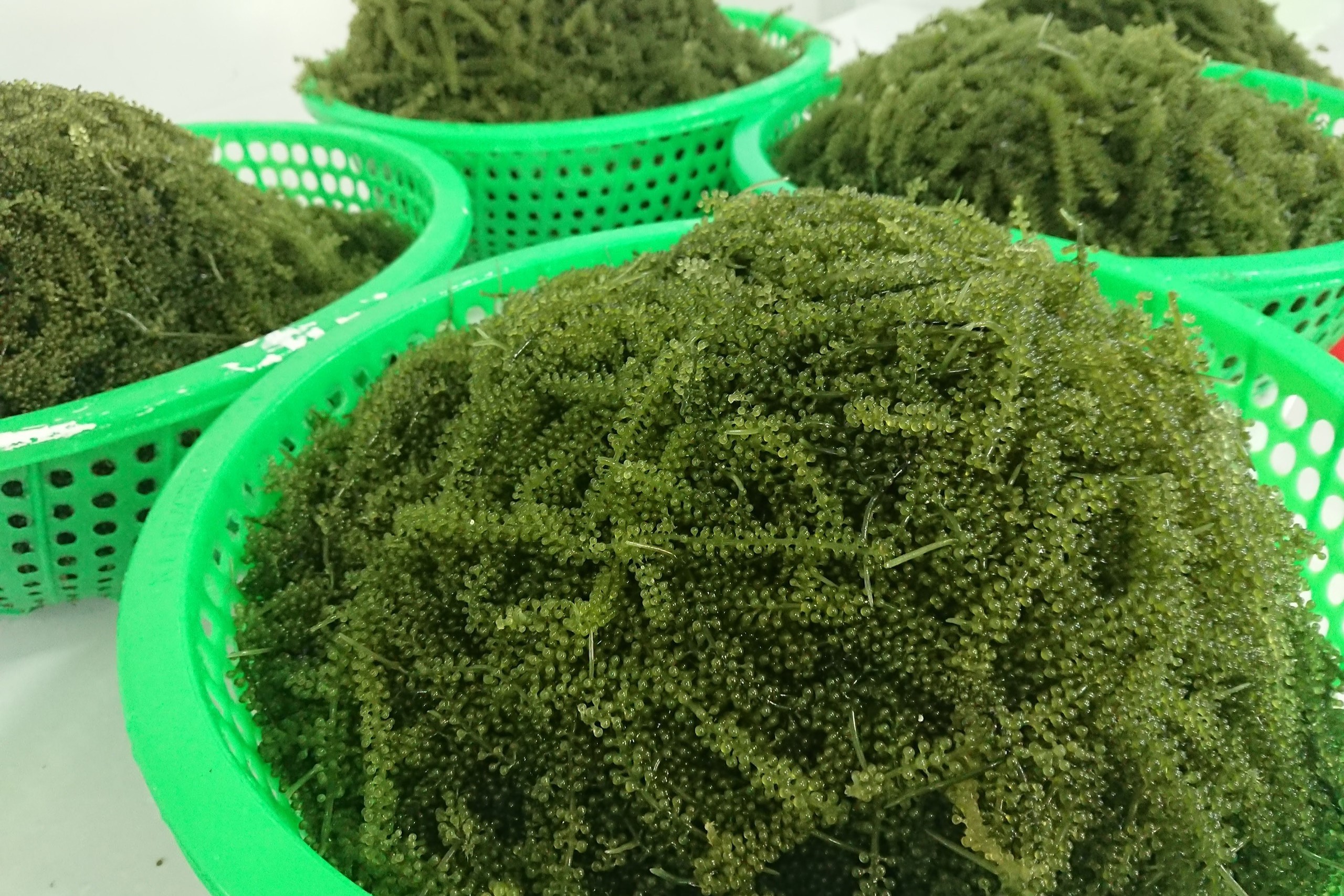 Rong nho Khánh Hòa đầy tiềm năng xuất sang thị trường Thái Lan Rong nho Khánh Hòa đầy tiềm năng xuất sang thị trường Thái Lan