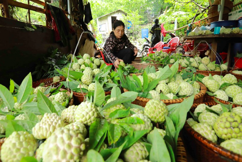 Đẩy mạnh quảng bá, tiêu thụ sản phẩm na Chi Lăng