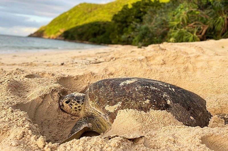 Khi loài vích bị đe dọa Khi loài vích bị đe dọa