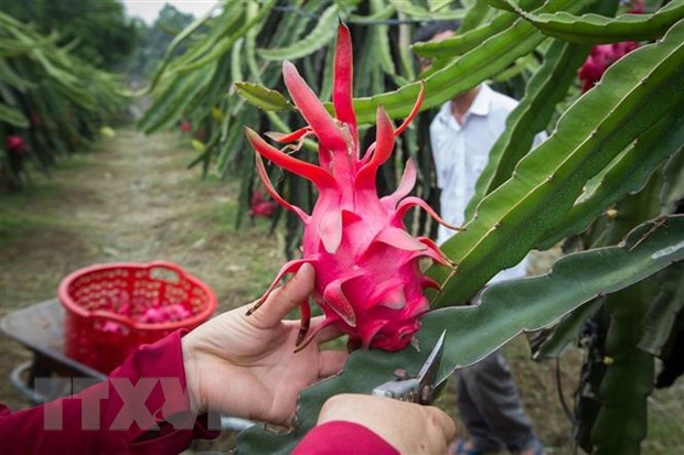 Tiền Giang: Thanh long chính vụ có giá cao gần gấp 2 lần năm ngoái hình ảnh 1 Tien Giang: Thanh long chinh vu co gia cao gan gap 2 lan nam ngoai hinh anh 1