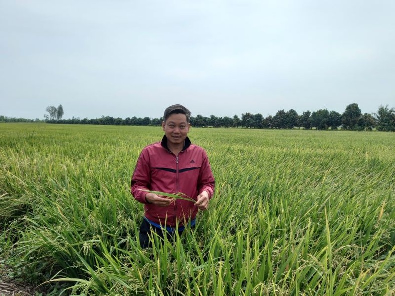 Nông dân được mùa, bội thu nhờ đặt niềm tin vào NPK Phú Mỹ ảnh 2