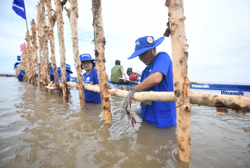 Các nhân viên Vinamilk tham gia làm gần 1.000m hàng rào đầu tiên trong gần 2.400m hàng rào để khoanh nuôi tái sinh rừng ngập mặn tại Vườn Quốc gia Mũi Cà Mau Các nhân viên Vinamilk tham gia làm gần 1.000m hàng rào đầu tiên trong gần 2.400m hàng rào để khoanh nuôi tái sinh rừng ngập mặn tại Vườn Quốc gia Mũi Cà Mau