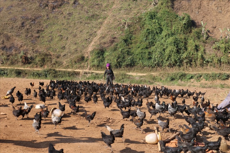 Phát triển kinh tế hộ gia đình từ nuôi gà H'Mông đặc sản