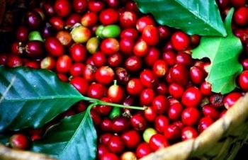 Giá cà phê Arabica trở lại đà giảm trước áp lực đẩy mạnh xuất khẩu tại Brazil