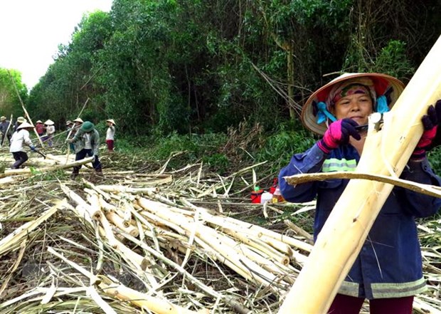 Thúc đẩy triển khai thỏa thuận Việt Nam-Mỹ về kiểm soát khai thác gỗ hình ảnh 1 Thuc day trien khai thoa thuan Viet Nam-My ve kiem soat khai thac go hinh anh 1