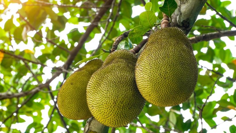 Giá mít Thái hôm nay ngày 14/9/2023: Điều gì đang xảy ra với giá mít? Giá mít Thái hôm nay ngày 14/9/2023: Điều gì đang xảy ra với giá mít?