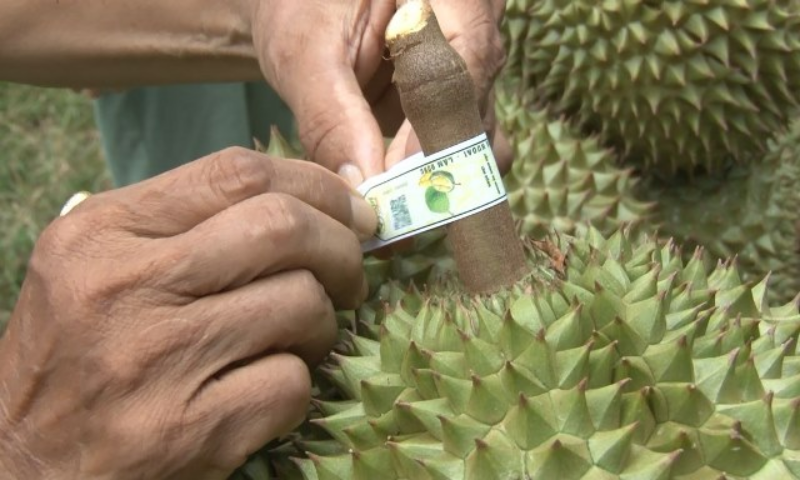 xuất khẩu sầu riêng