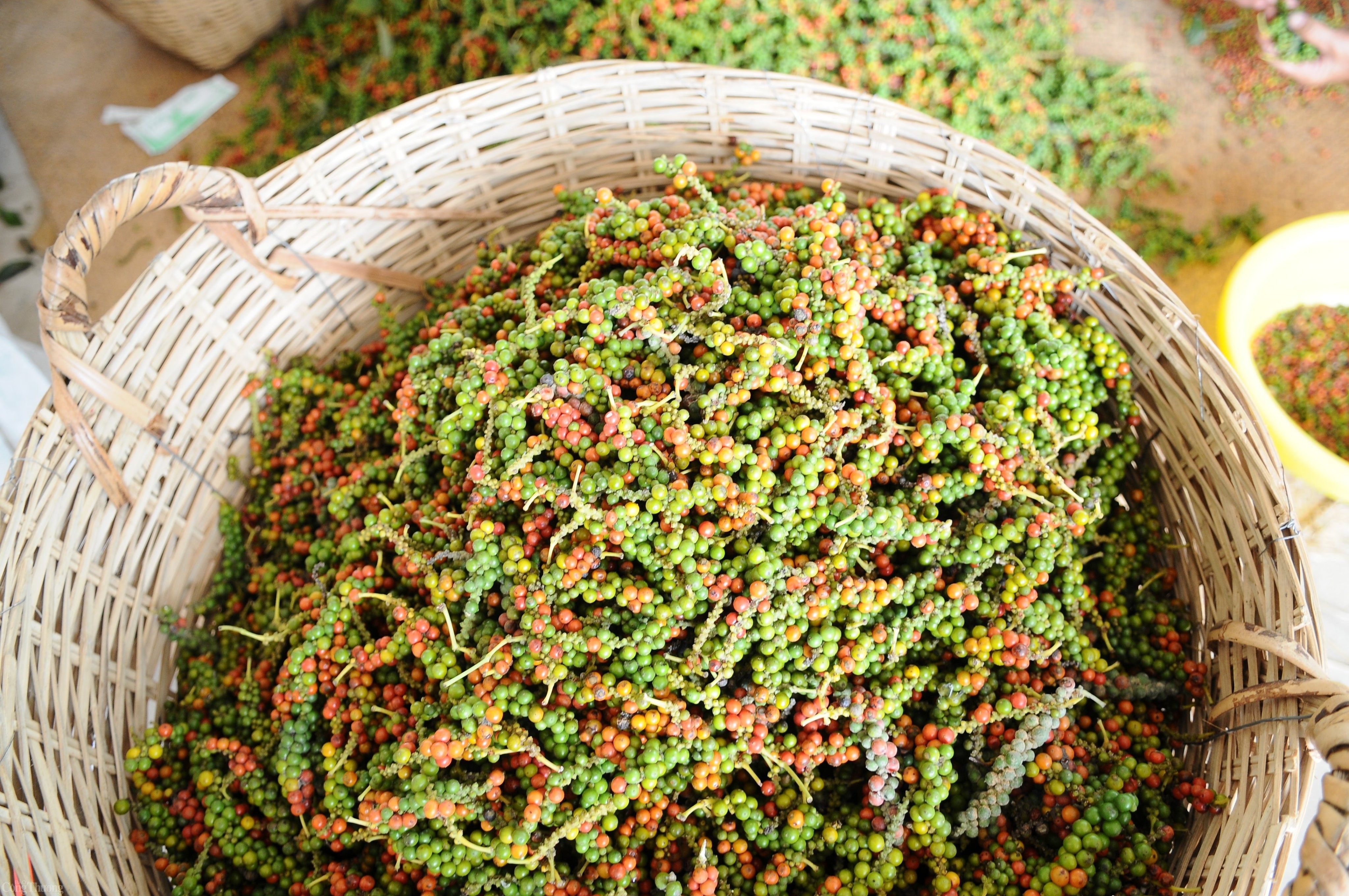 Giá tiêu hôm nay ngày 25/8/2023: Đông Nam Bộ đồng loạt tăng 500 đồng/kg Giá tiêu hôm nay ngày 25/8/2023: Đông Nam Bộ đồng loạt tăng 500 đồng/kg