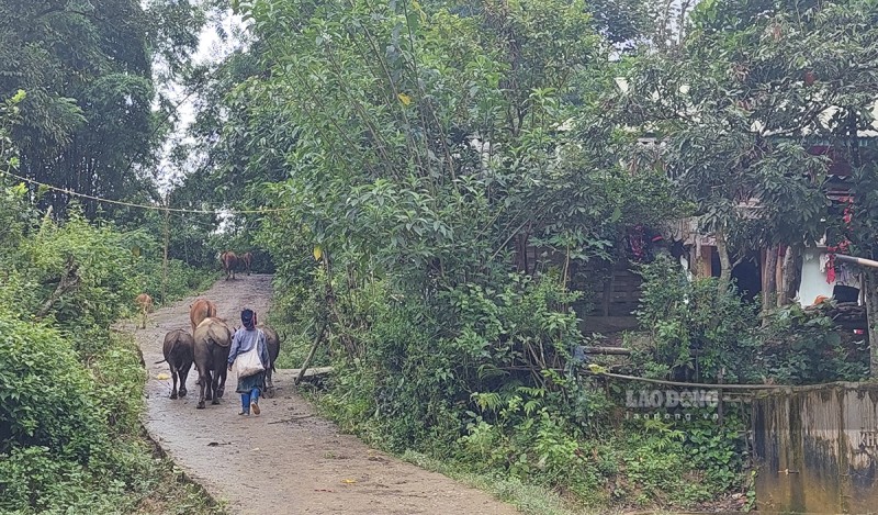 Hiện trường nghi nhiễm thuốc diệt cỏ khiến hàng chục người nhập viện tại Điện Biên | Tin tức mới nhất 24h -  Đọc Báo Lao Động online - Laodong.vn