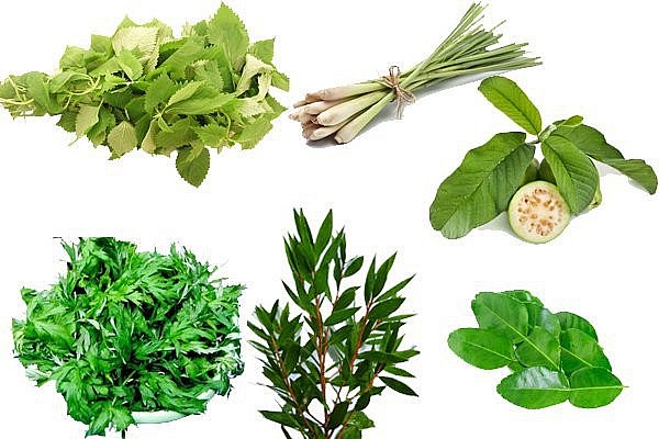 Những thảo dược làm nồi lá xông hiệu quả Những thảo dược làm nồi lá xông hiệu quả