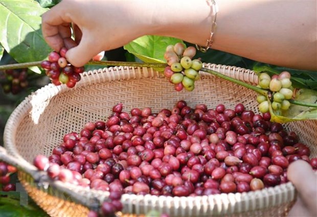 Ấn Độ áp thuế 20% đối với gạo đồ, thị trường gạo đối mặt khó khăn mới hình ảnh 2 An Do ap thue 20% doi voi gao do, thi truong gao doi mat kho khan moi hinh anh 2