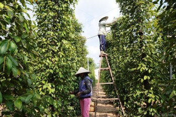 Giá tiêu hôm nay 23/5/2024: Tiếp tục tăng mạnh, Bà Rịa – Vũng Tàu lên đỉnh cao mới 117.000 đồng/kg