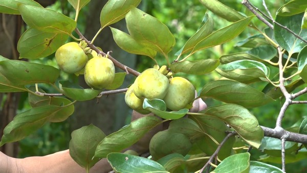 Lào Cai tổ chức hội chợ chuyên biệt vùng đồng bào dân tộc thiểu số và miền núi Lào Cai tổ chức hội chợ chuyên biệt vùng đồng bào dân tộc thiểu số và miền núi